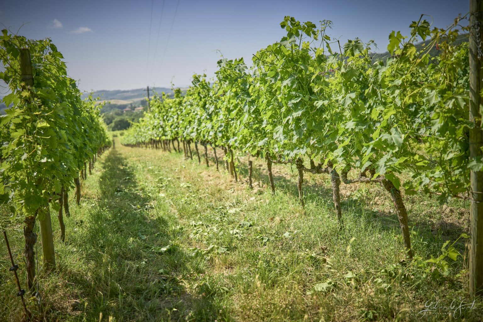 Vigna poder nuovo Palzzone